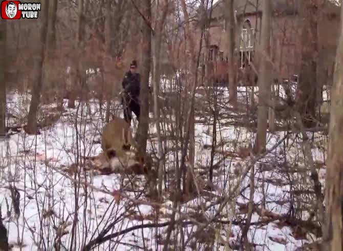 Video :To save a deer's life, clever police officers tase it